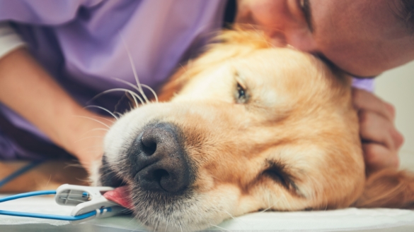 Cancer hos hund: så upptäcker du farliga knölar